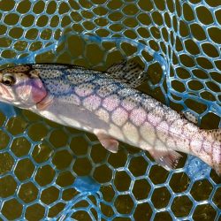 久しぶりにフライも　～岡崎トラウトポンド～